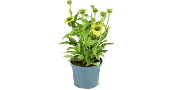 Echinacea