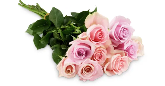 Edelrosen, Fairtrade