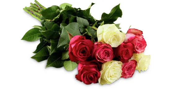 Edelrosen Trio, Fairtrade