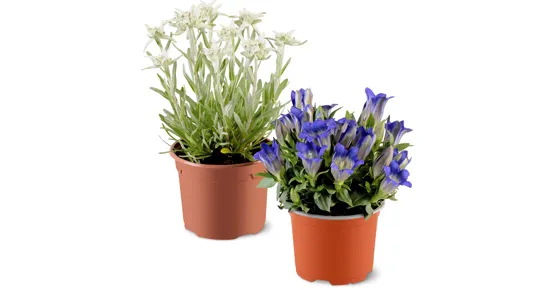 Enzian und Edelweiss