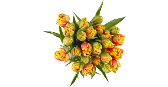 Freilandtulpen