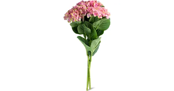 Hortensien