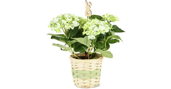 Hortensienkorb Ostern