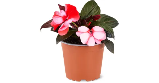 Impatiens