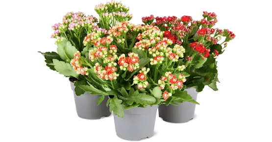 Kalanchoe Mix Queen