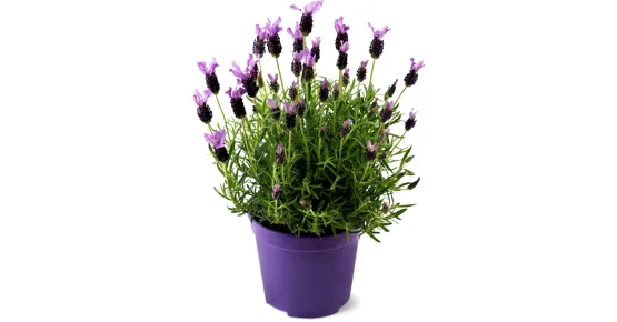 Lavendel Butterfly