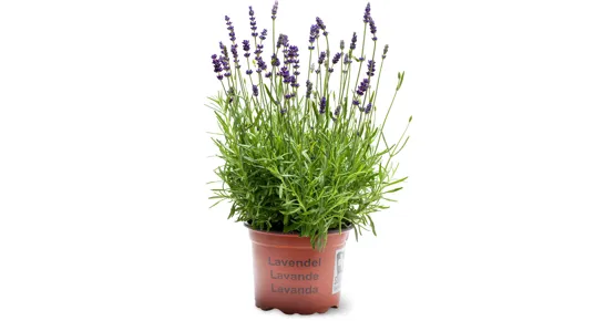 Lavendel Hidcote