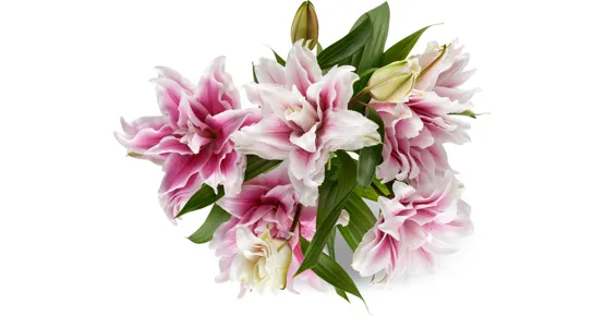 Lilien Roselily