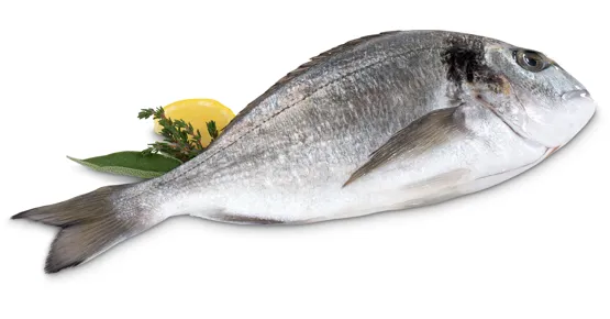 M-Classic Dorade Royale, ASC