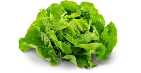 Migros Bio Kopfsalat