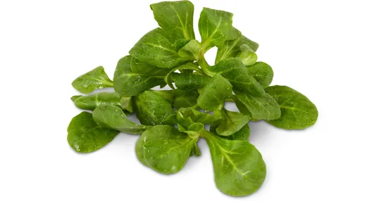 Migros Bio Nüsslisalat