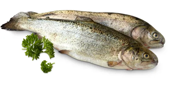 Migros Forellen ganz