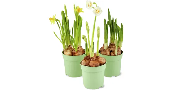 Narzissen Mix, 3er-Set