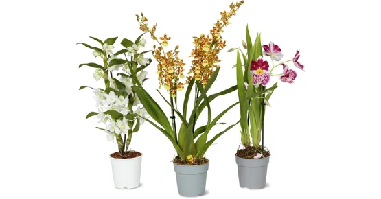 Orchideen Mix