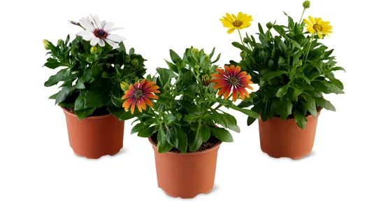 Osteospermum