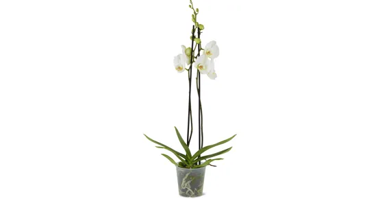 Phalaenopsis 2 Rispen