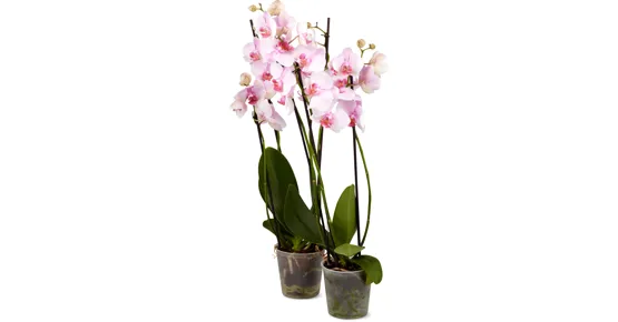 Phalaenopsis 2 Rispen, 2er-Set