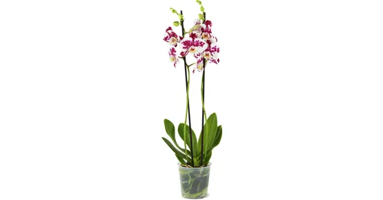 Phalaenopsis 2 Rispen