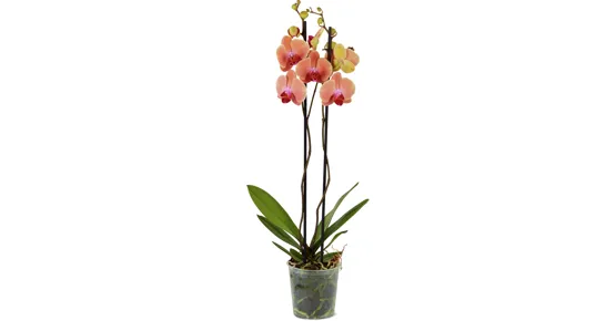Phalaenopsis 2 Rispen