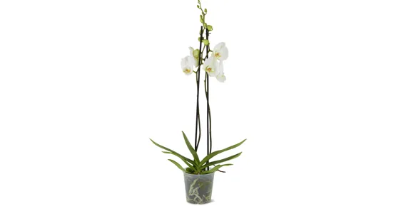 Phalaenopsis 2 Rispen