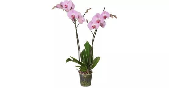 Phalaenopsis 2 Rispen, im Kulturtopf, 12 cm