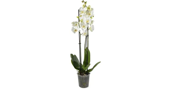 Phalaenopsis 3 Rispen