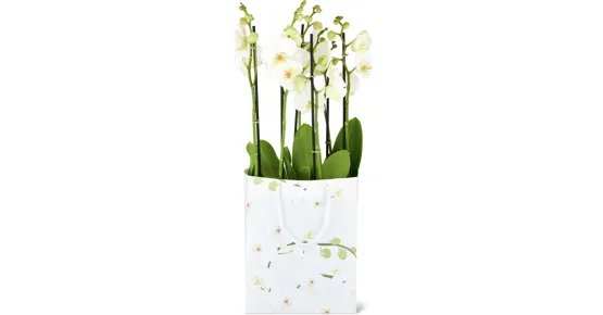 Phalaenopsis 3 Rispen, 2er-Set