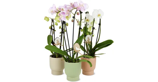 Phalaenopsis Cascade 2 Rispen