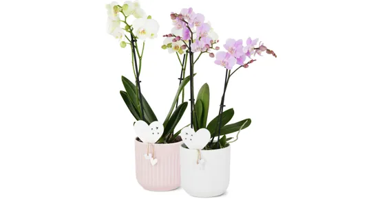 Phalaenopsis Festtag Valentin, 2 Rispen