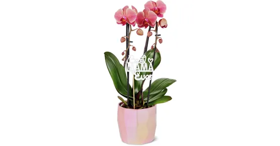 Phalaenopsis Muttertag, 2 Rispen