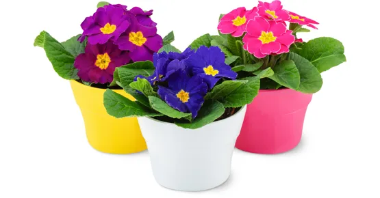 Primeln im Übertopf