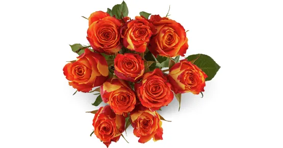Rosen Grande, Fairtrade