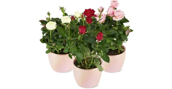 Rosen Valentin im Übertopf