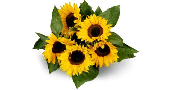 Sonnenblumen