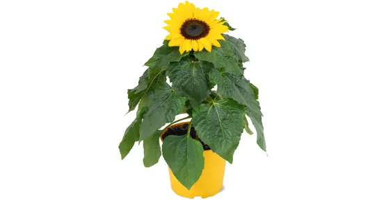 Sonnenblumen