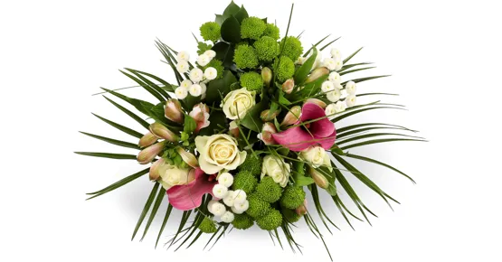 Strauss Surprise Maxi