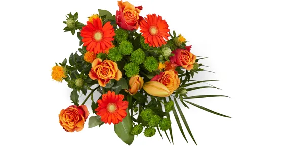 Strauss Surprise Midi