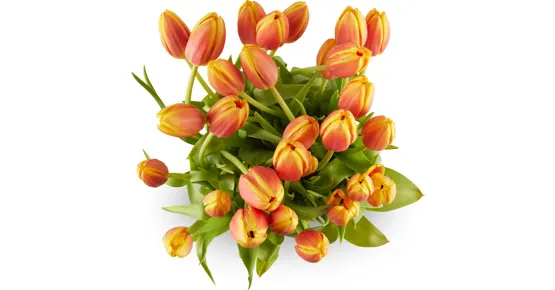 Tulpen