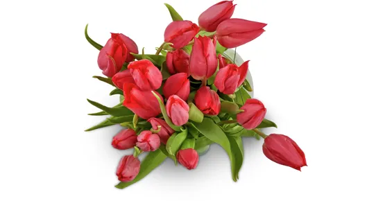 Tulpen