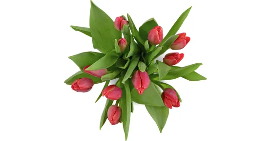 Tulpen