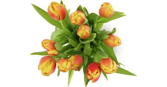 Tulpen