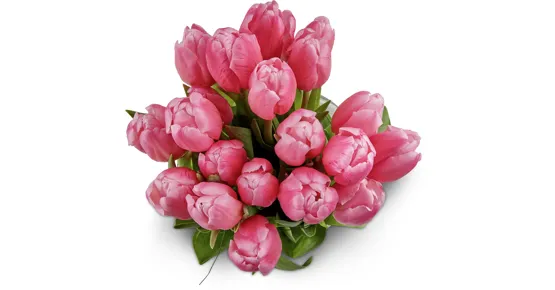 Tulpen