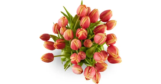 Tulpen