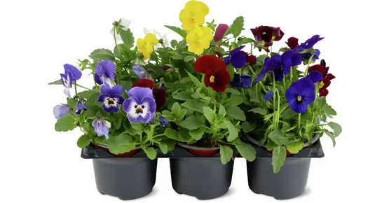 Viola Cornuta und Viola Wittrockiana, 6er-Set
