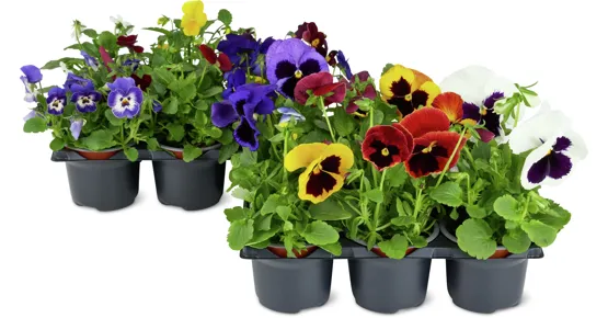 Viola Cornuta und Viola Wittrockiana, 6er-Set