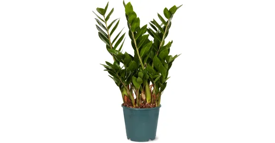 Zamioculcas