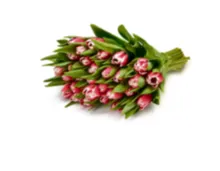 30 Tulpen, verschiedene Farben, pro Strauss