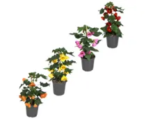 Abutilon T15