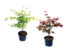 Acer Palmatum
