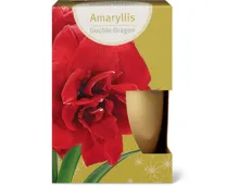 Alle Amaryllis-Blumenzwiebeln